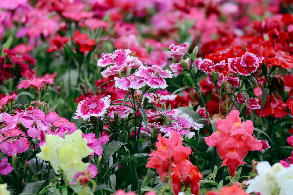 Tuin vol met eetbare bloeiende zomerbloemen.