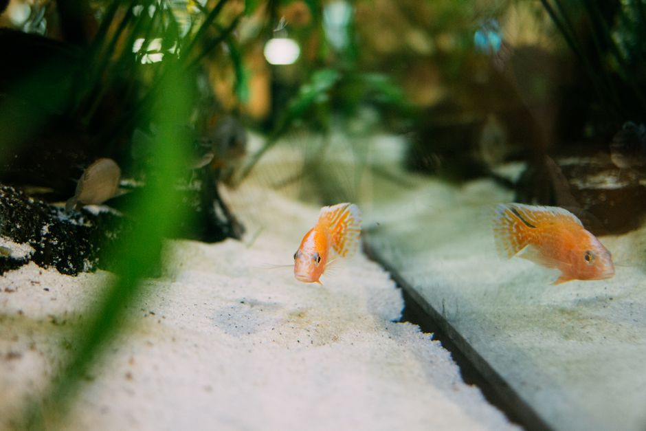 Aquascape met weelderige groene waterplanten. Aquascape met weelderige groene waterplanten.