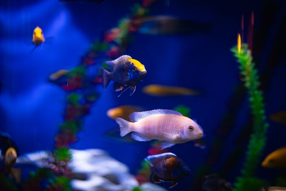 Minimalistische aquascaping met stenen en hout. Minimalistische aquascaping met stenen en hout.