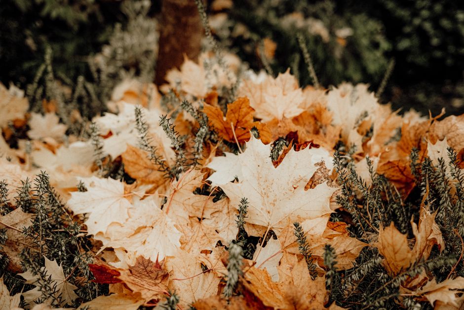 Gezellige buitenkeuken in kleurrijk herfstlandschap. Gezellige buitenkeuken in kleurrijk herfstlandschap.